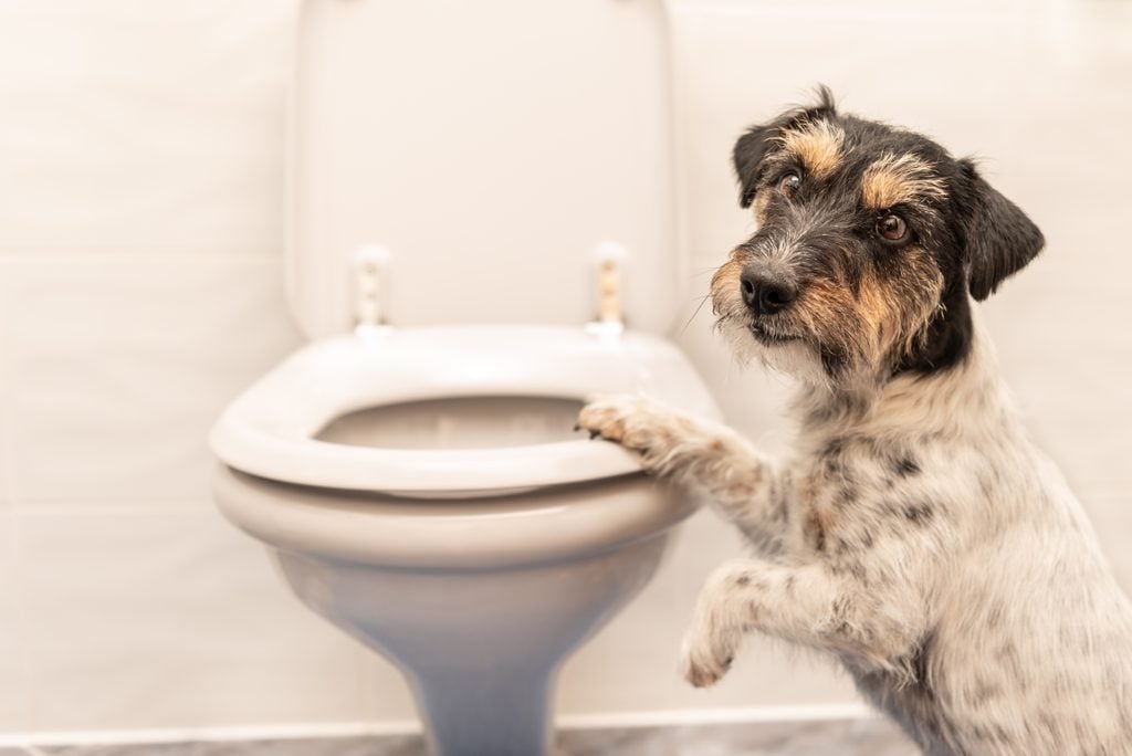 Pets clogging toilets/drains